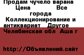 Продам чучело варана. › Цена ­ 15 000 - Все города Коллекционирование и антиквариат » Другое   . Челябинская обл.,Аша г.